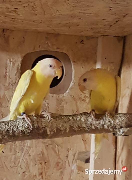 Aleksandretta śliwogłowa lutino śląskie Bystra