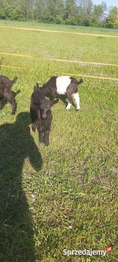 Sprzedam kózki i koziołki