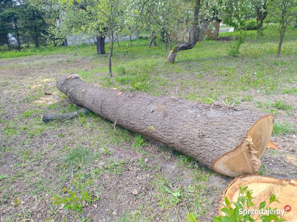 Sprzedam kłody dębu Chmielnik