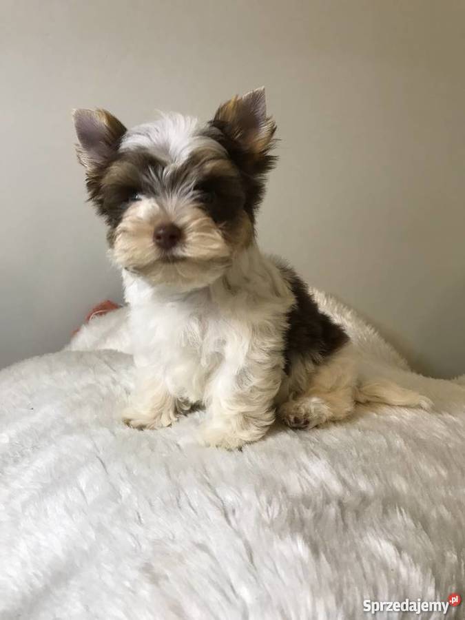 York biro piesek got do odbioru Chojnice