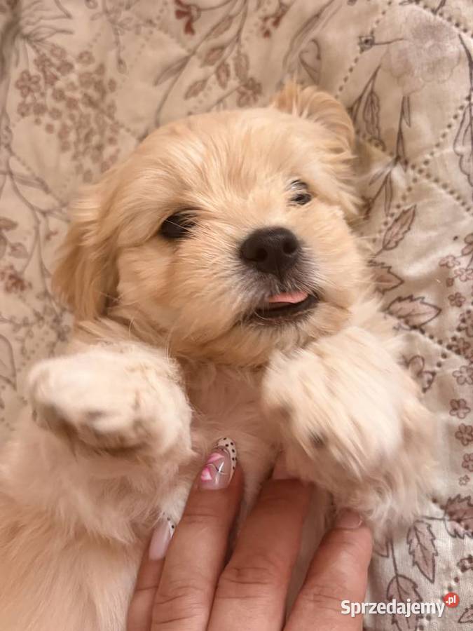 Suczki i piesek Maltipoo F1B z rodowodem szukają