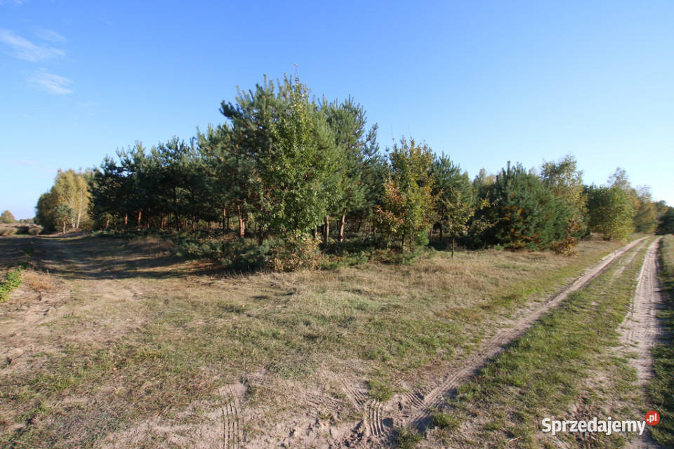Działka budowlana 15 ar Kozioł g Baranów sprzedam