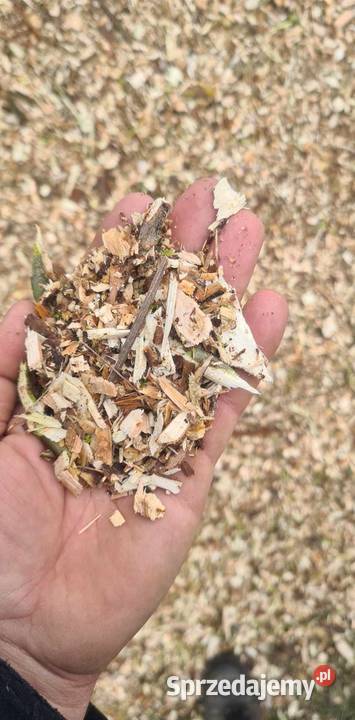 Zrębki z wierzby energetycznej 50 kujawsko-pomorskie