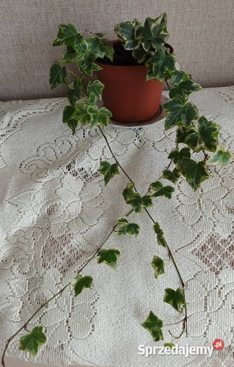 Roślina doniczkowa bluszcz Łódź sprzedam
