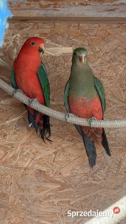 Papugi szkarłatki królewskie para