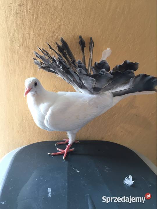 Gołębie pawiki pawik Dębica sprzedam