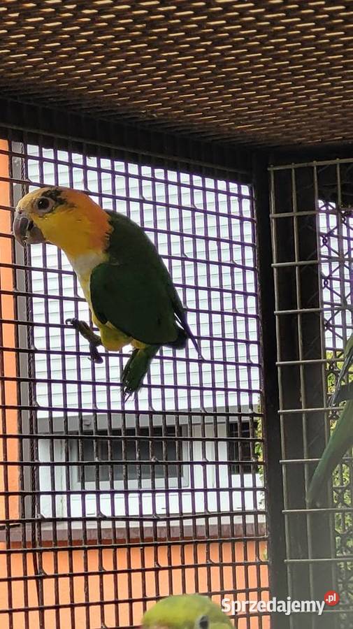 Barwinka białobrzucha Ptaki Ptaki kujawsko-pomorskie