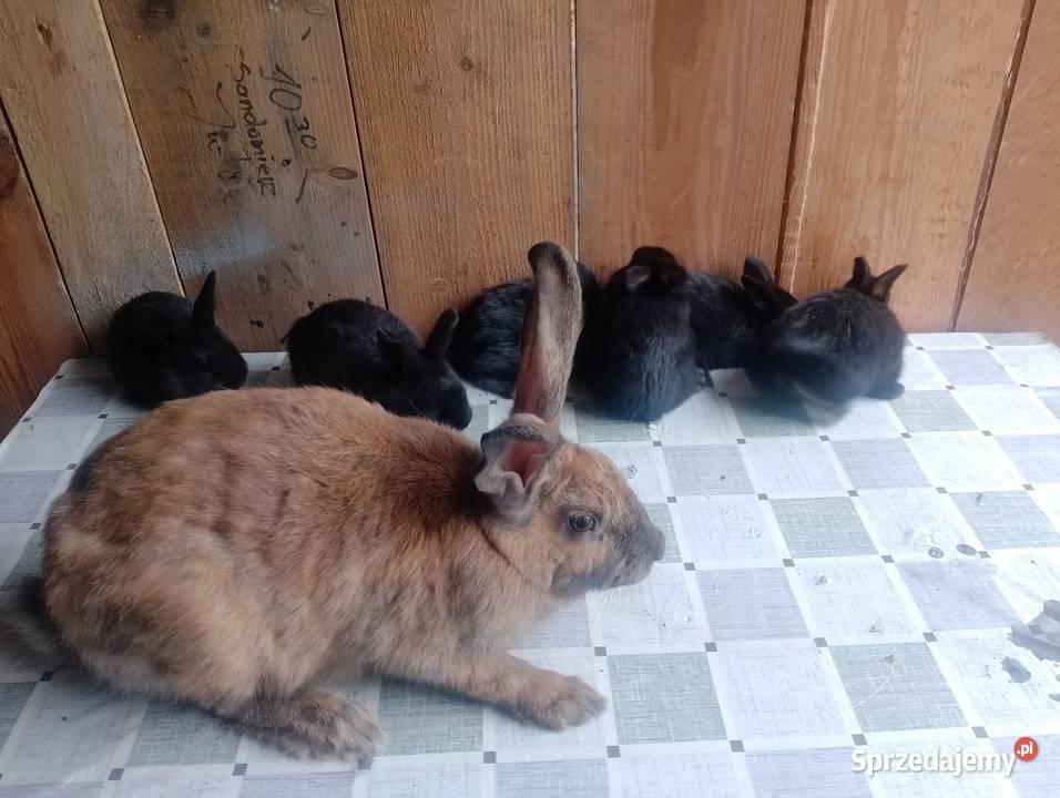 Samica z młodymi sztuk 6 Czarzyzna