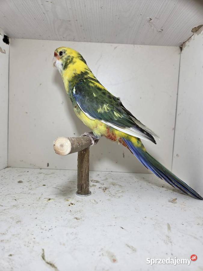 Rozella królewska samica wielkopolskie Szymanowice