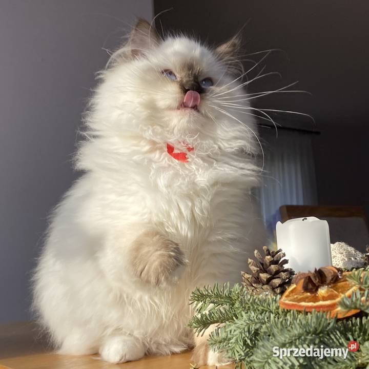 Piękna kotka hodowlana Ragdoll gotowa do Tychy