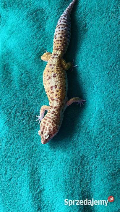 Gekon lamparci samiec 3 letni oswojony mazowieckie Warszawa