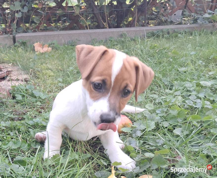 Jack Russell Terrier Wschowa