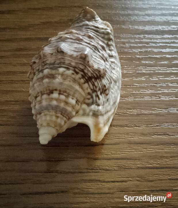 Muszle morskie kpl 19 sztuk kujawsko-pomorskie