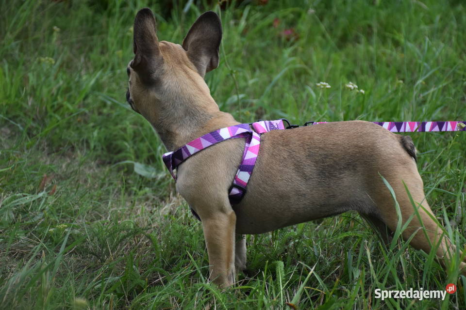 buldog francuski szczenię odchowana 6 miesięcy Lipno