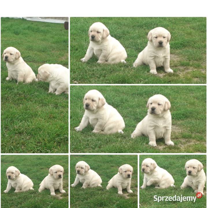 Labrador retriever biszkoptowy Iłża sprzedam
