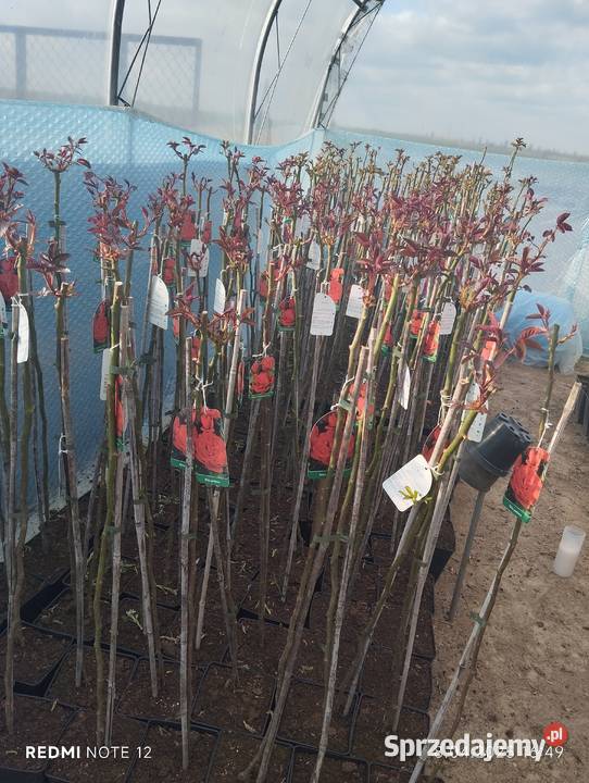 Róża sztamowa Nowy Pożóg sprzedam