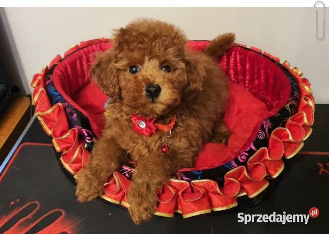 Pudel Toy Miniaturka śliczny i zdrowy pudelek śląskie Częstochowa