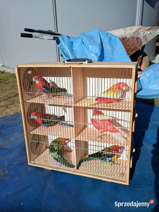 Rozelle białolice łódzkie Łask