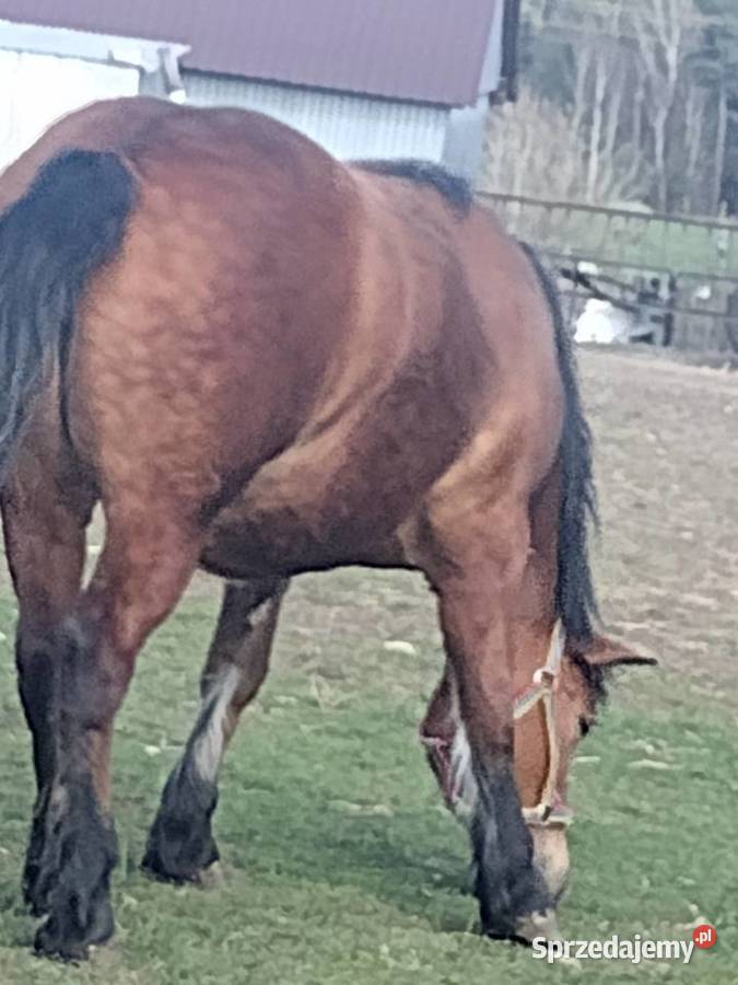 Sprzedam klacz zimnokrwista 2 lata Majdan Gromadzki