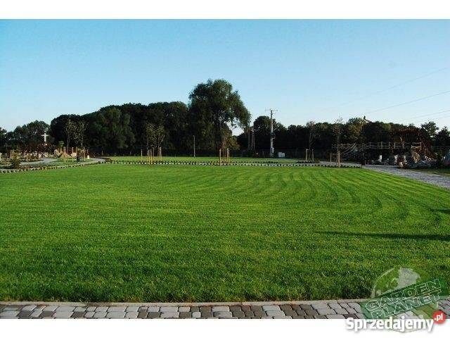 Trawa z rolki darń trawnik śląskie