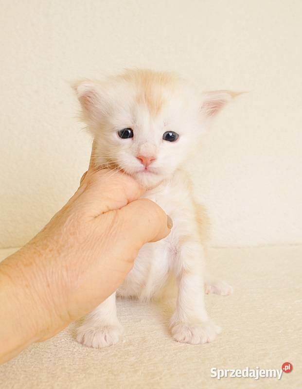 Przepiękny biszkoptowy kocurek z Rodowodem Maine Coon Białystok
