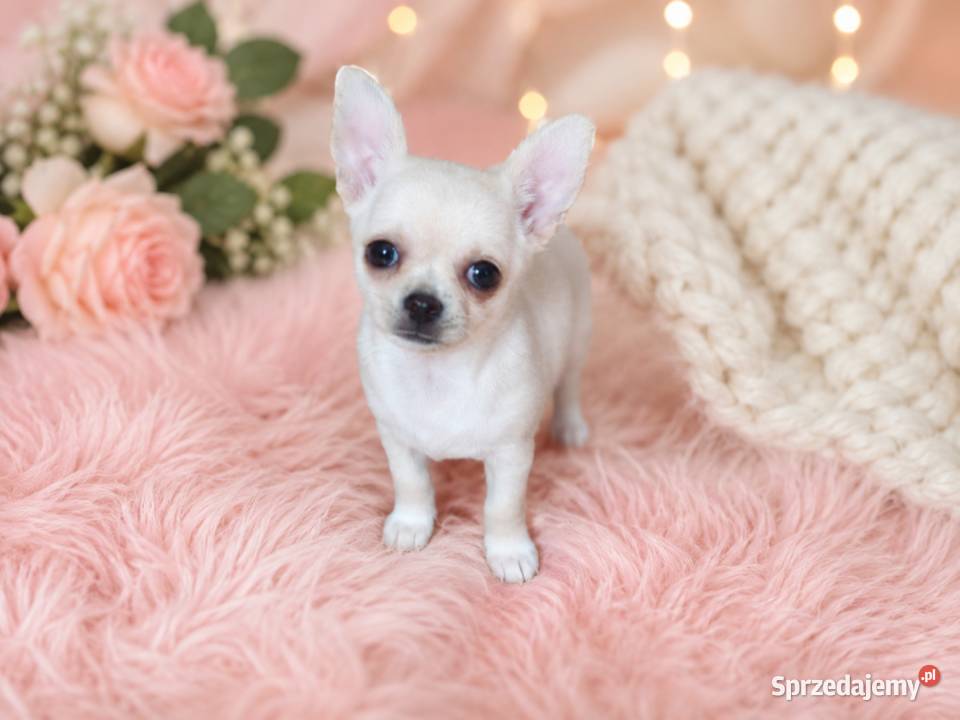 Chihuahua krótkowłosa kremowa sunia ZKwP FCI