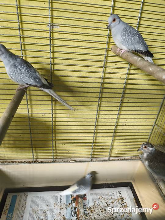 Gołąbki diamentowe Ptaki Poznań