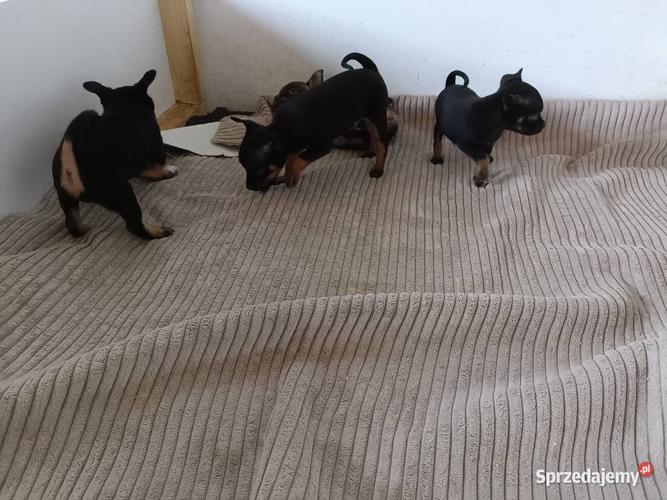 Pinczerki Żdżary sprzedam