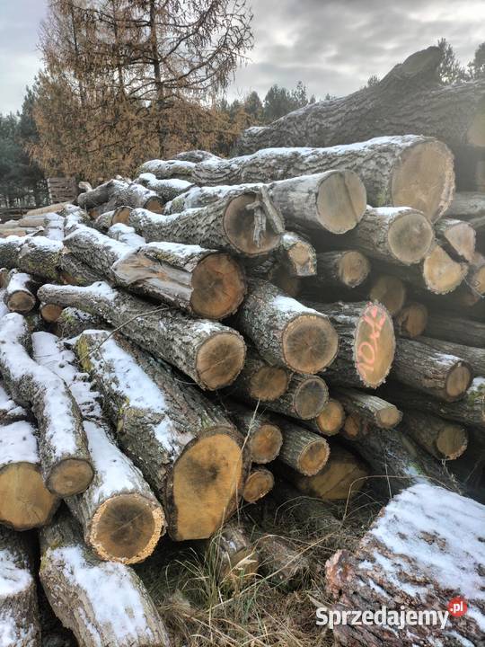 Dąb S2A 25 m duże ilości podkarpackie Nowa Dęba sprzedam