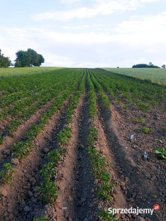 Ziemniaki jadalne Krasnystaw
