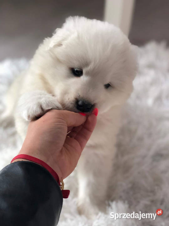 Samoyed Szczenięta mazowieckie Siedlce