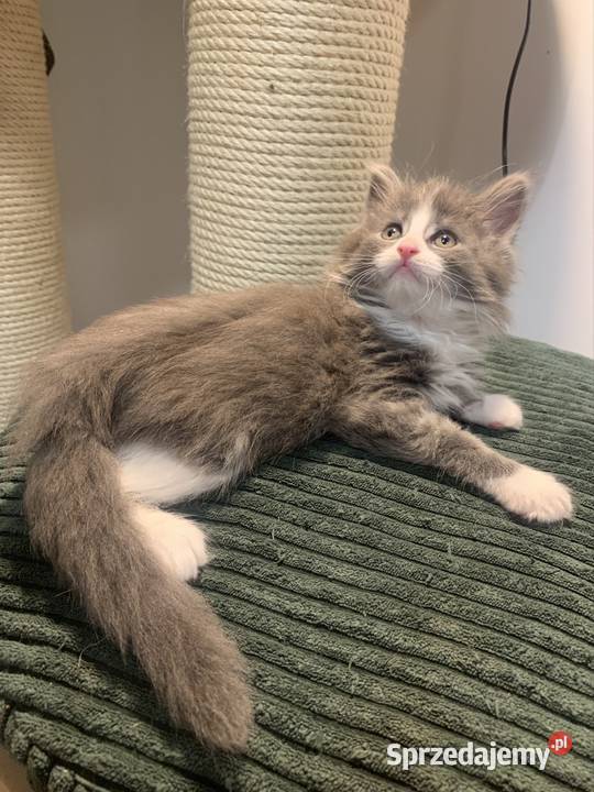 Maine Coon Srebny z białym klasycznie pręgowany