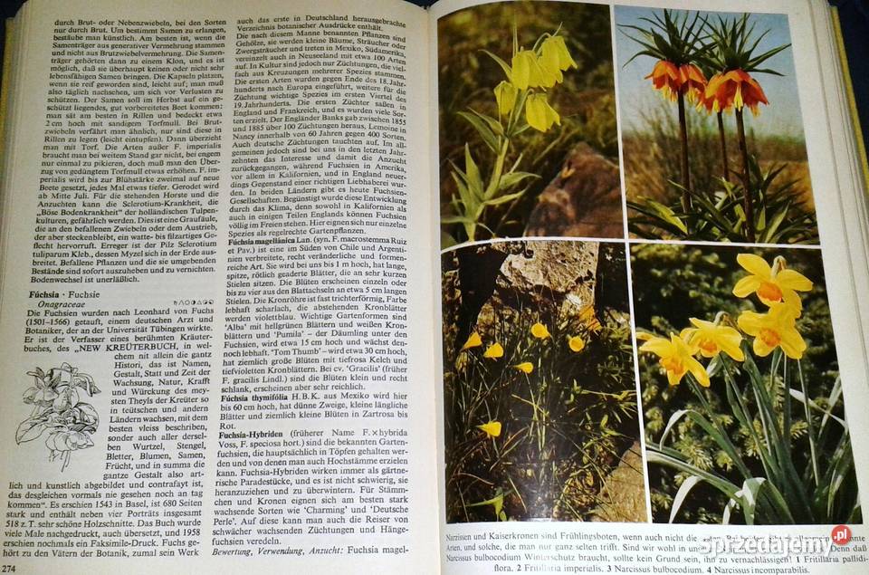 Gartenblumen von A bis Z Christian Grunert Chełm