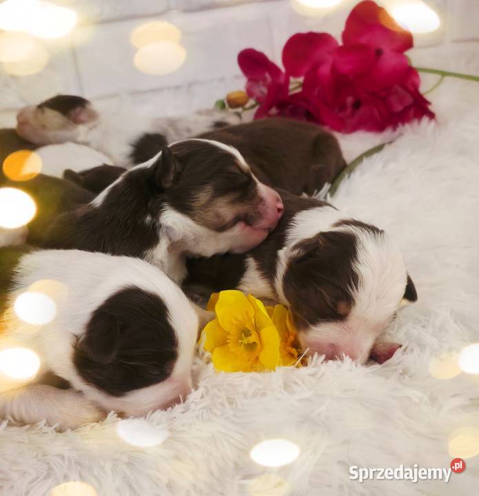 Border Collie szczenieta Drawno