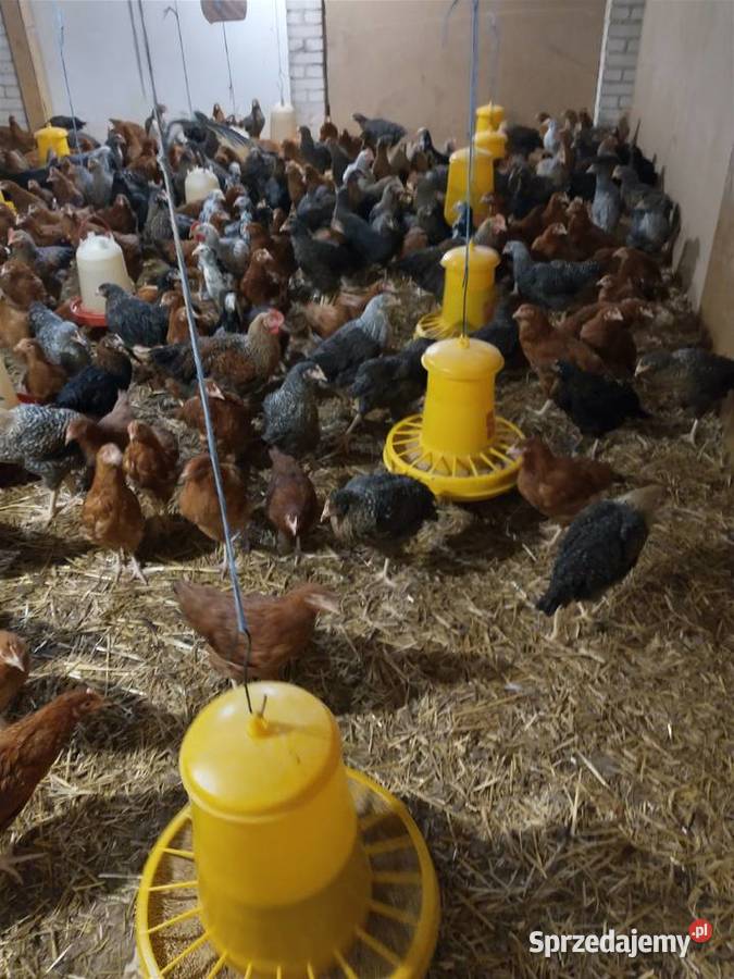 24 tygodniowe kury nioski Piaszczyce