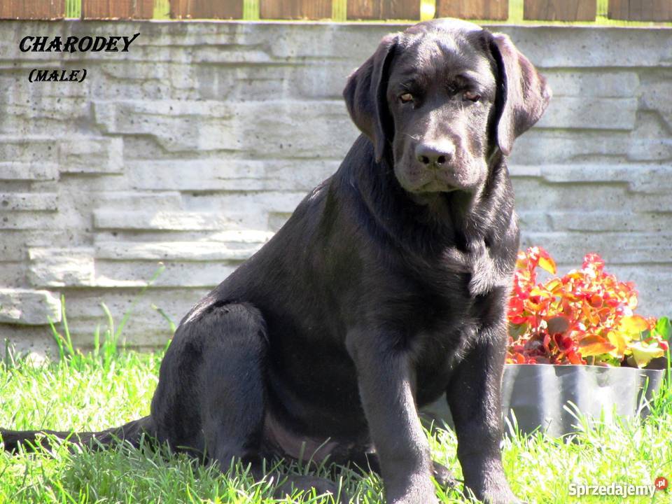 Sprzedawane szczenięta labrador rodzicówmistrzów Lublin