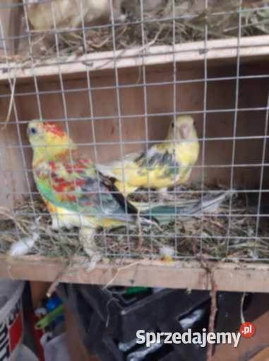 Unikatowe świergotki Orange Kremino Jędrzejów