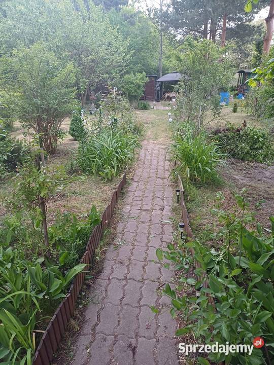Odstąpię prawo do Dzialki ROD Kolonia Dotrzyma sprzedam