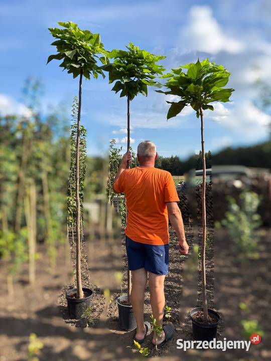 Katalpa Nana Catalpa szczepione na wys 15m 23m Bydgoszcz