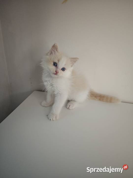 Ragdoll Kocięta Kołaków sprzedam