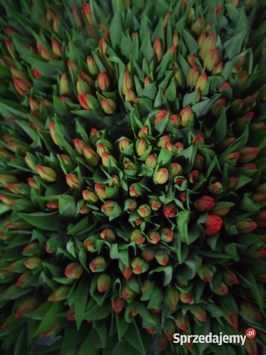 Tulipan cięty na 8 marca Pozostałe Częstochowa