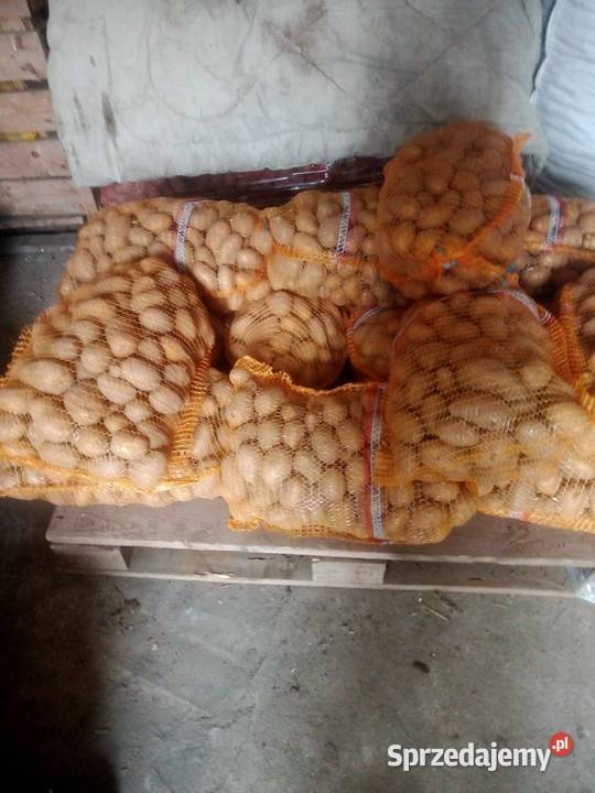 sprzedam workowane ziemniaki Żychlin sprzedam
