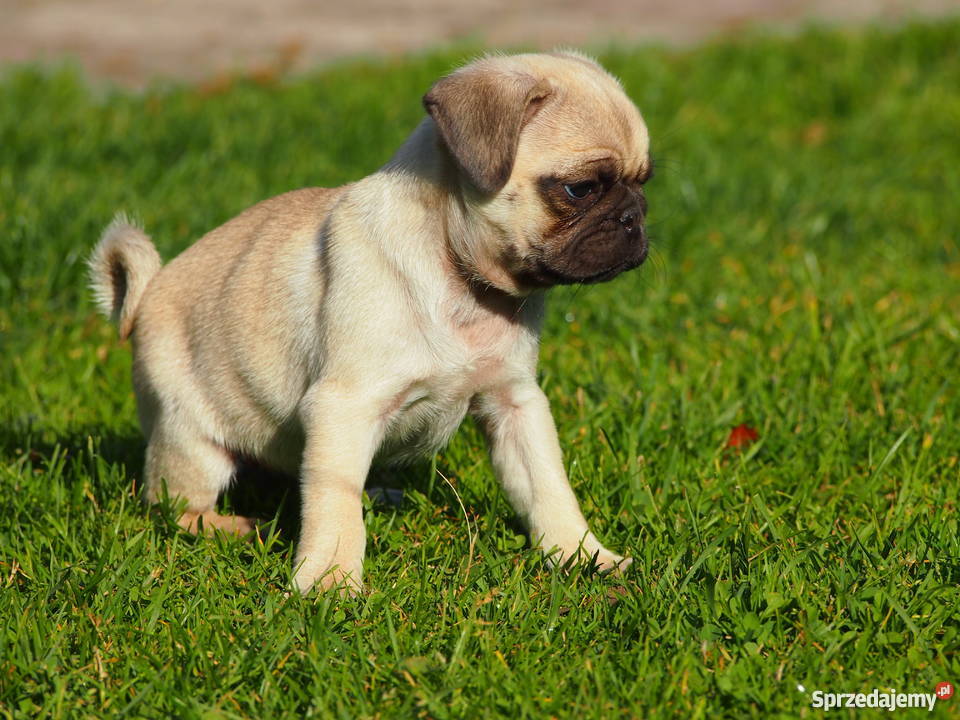 Mopsik suczka Skierniewice sprzedam