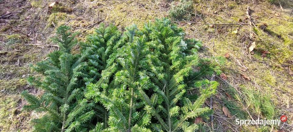 Jodła mandżurska stroisz gałęzie Mazowieckie
