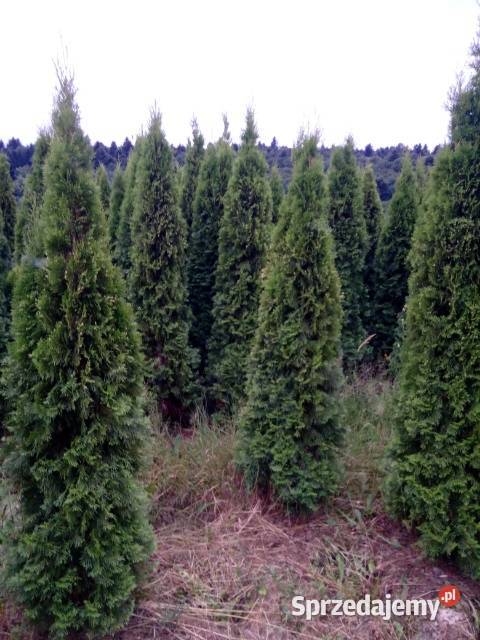 Tuja szmaragd tuje tuja szmaragdowa Jasło sprzedam