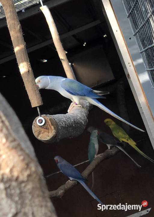 Aleksandretty obrożne Pary Lęgowe 2021r