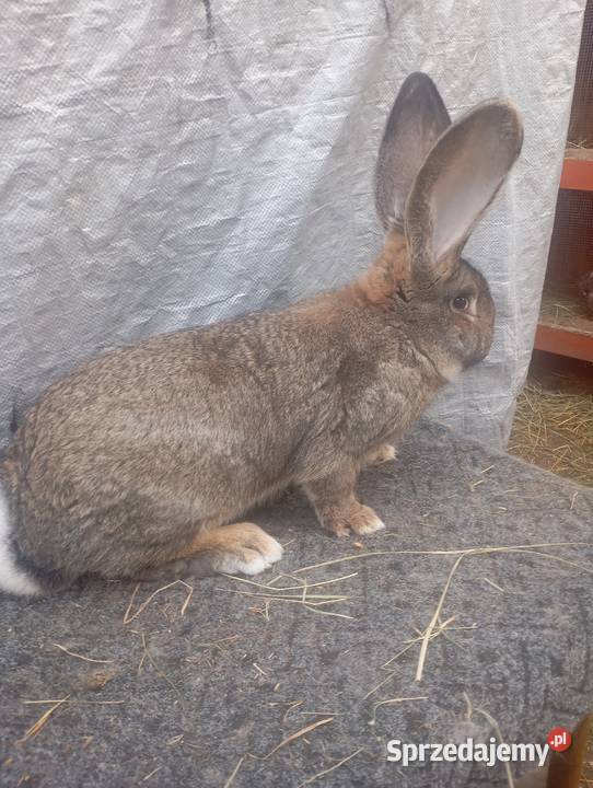 Sprzedam dwa samce olbrzymia belgijskiego