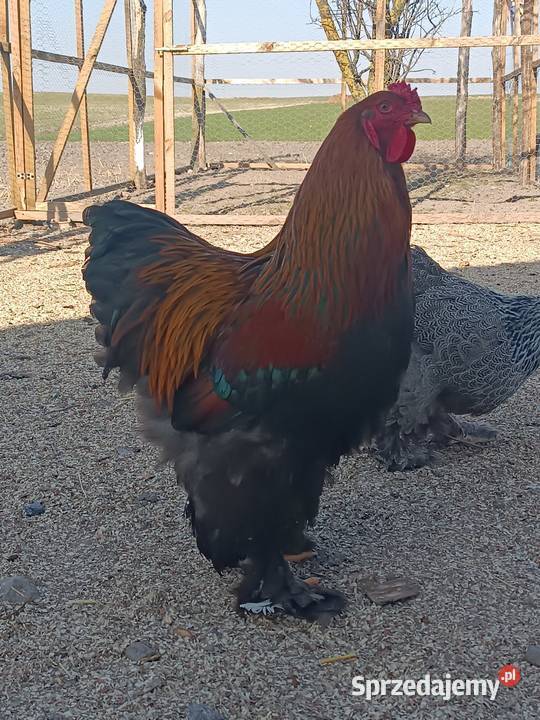 Koguty Brahma sprzedam zamienię lubelskie Natalin