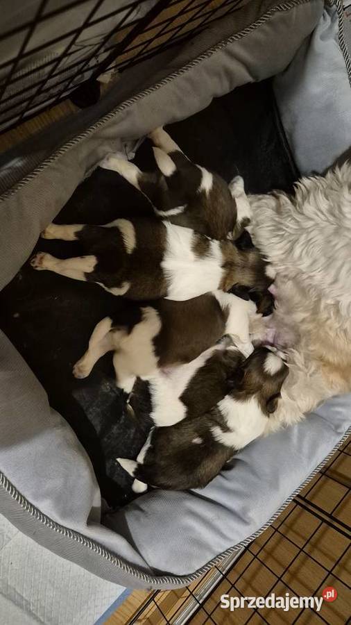 Szczeniak Pies Suczka Shih tzuHappy Dog BoBi Grodzisk Mazowiecki