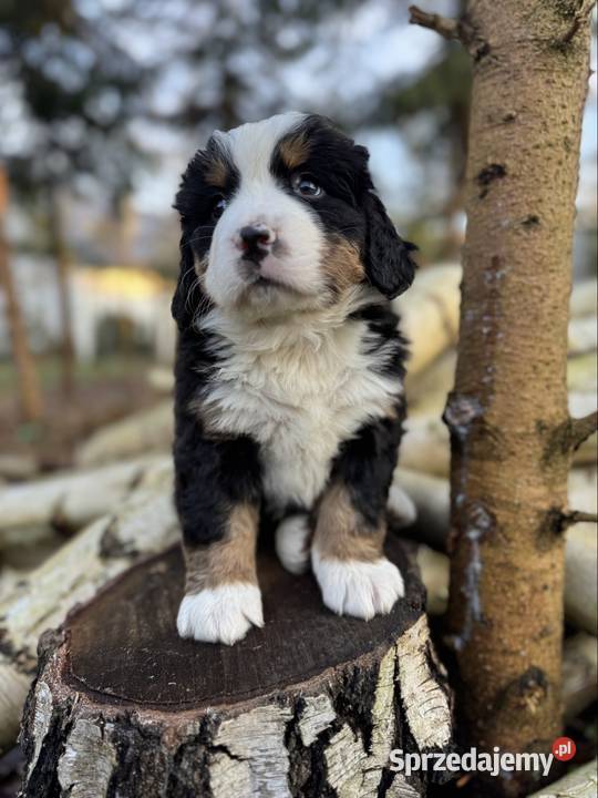 Śliczna sunia piesek Berneński pies pasterski z